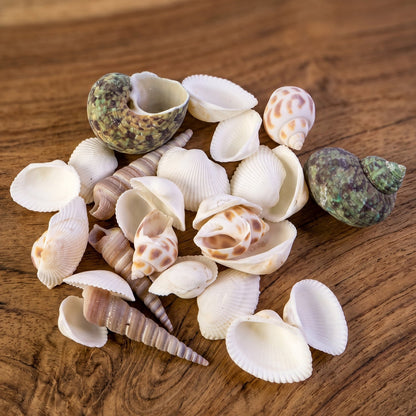 Top-down view of assorted natural decorative seashells for home styling