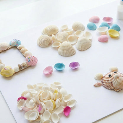 Natural decorative seashells displayed for creative home decor